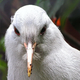 Image for article titled These Are The World's Weirdest Birds